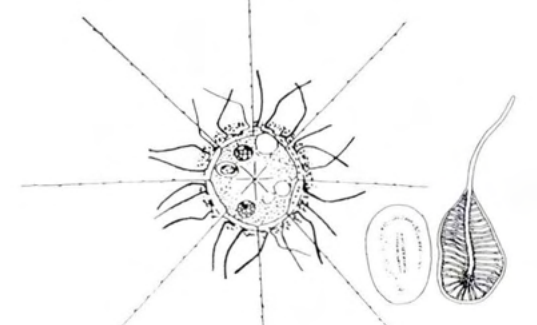 Figure 11