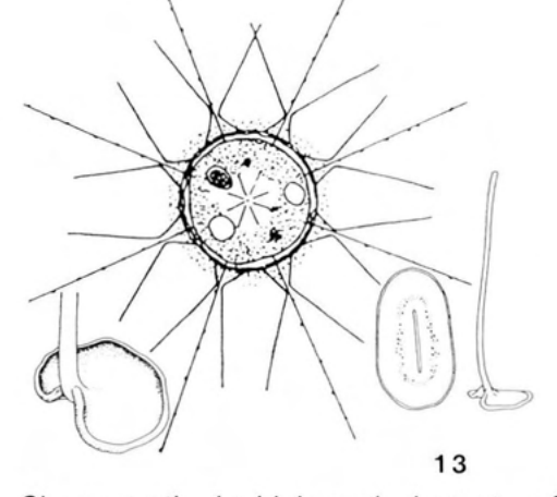 Figure 13