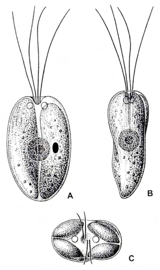 Figure 16