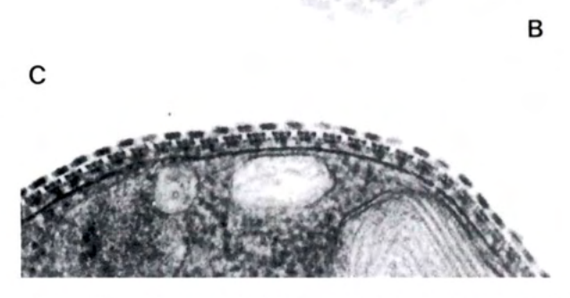 Figure 20