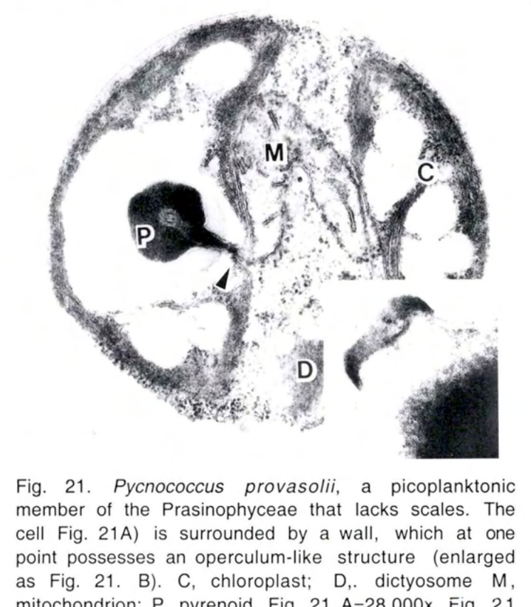 Figure 21