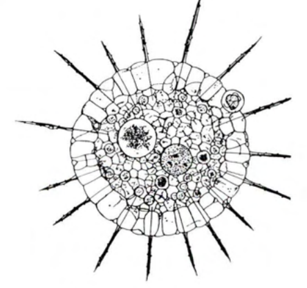 Figure 16