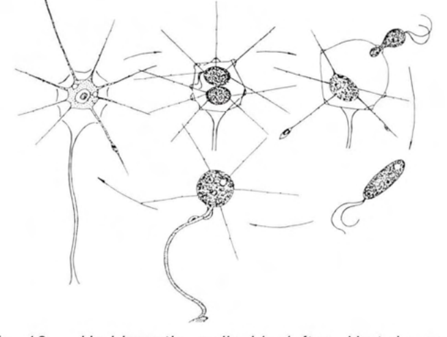 Figure 18