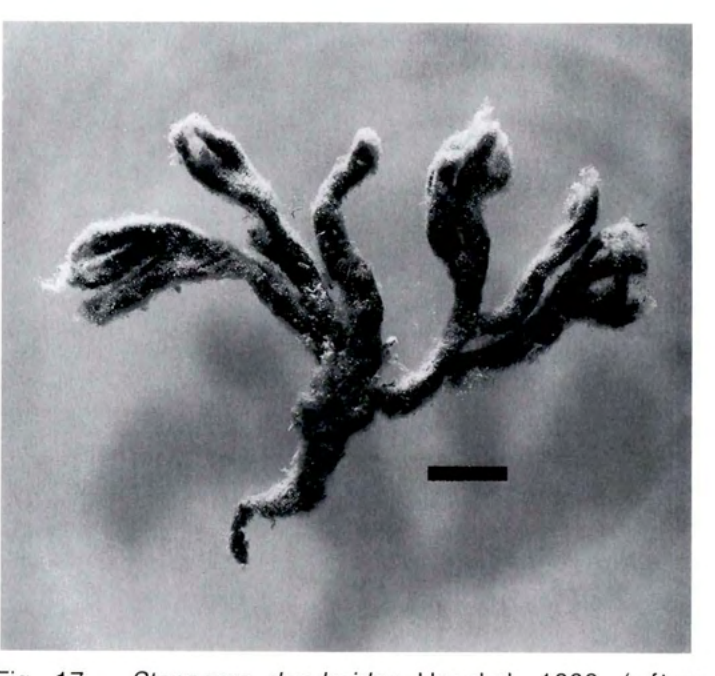 Figure 17
