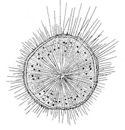 Figure 20