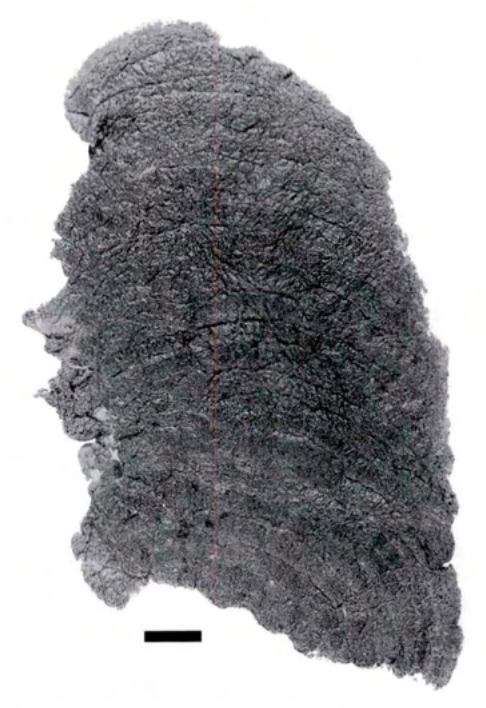 Figure 18