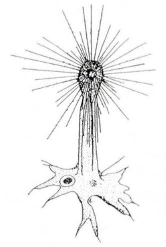 Figure 21