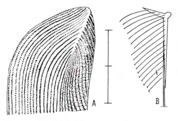 Figure 20