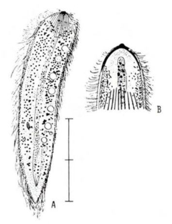 Figure 23