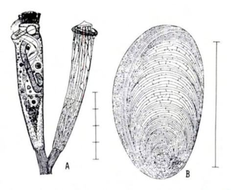 Figure 38