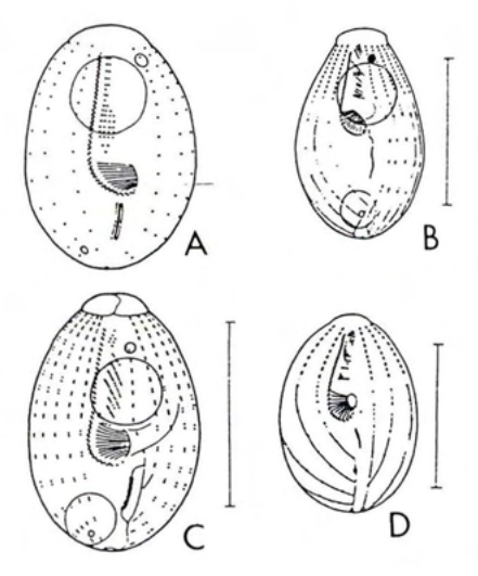 Figure 56
