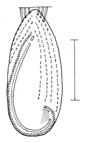 Figure 65