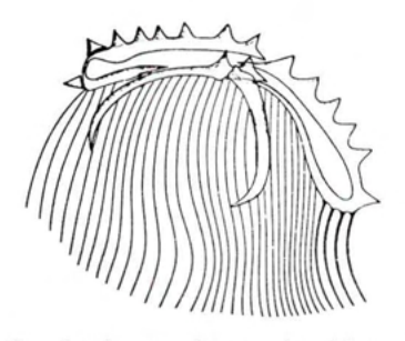 Figure 13