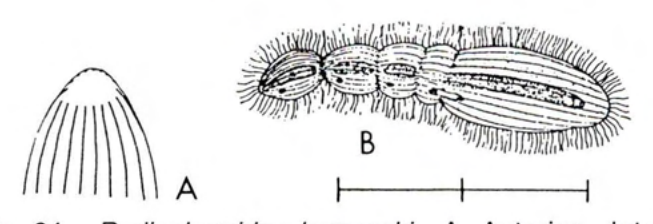 Figure 24
