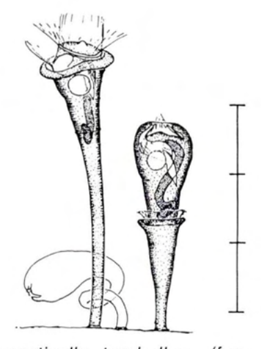 Figure 31