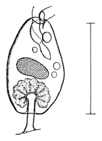 Figure 30
