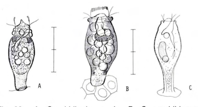 Figure 33