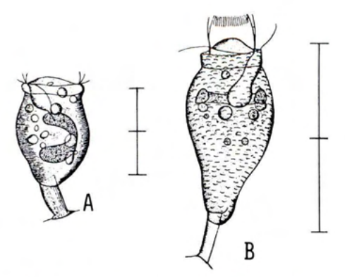 Figure 34