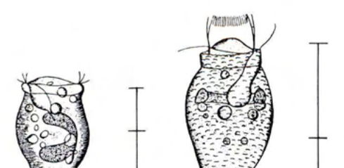 Figure 36
