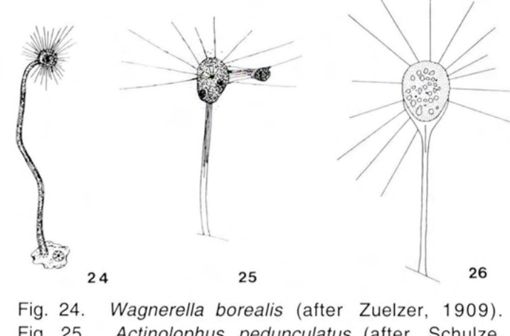 Figure 25