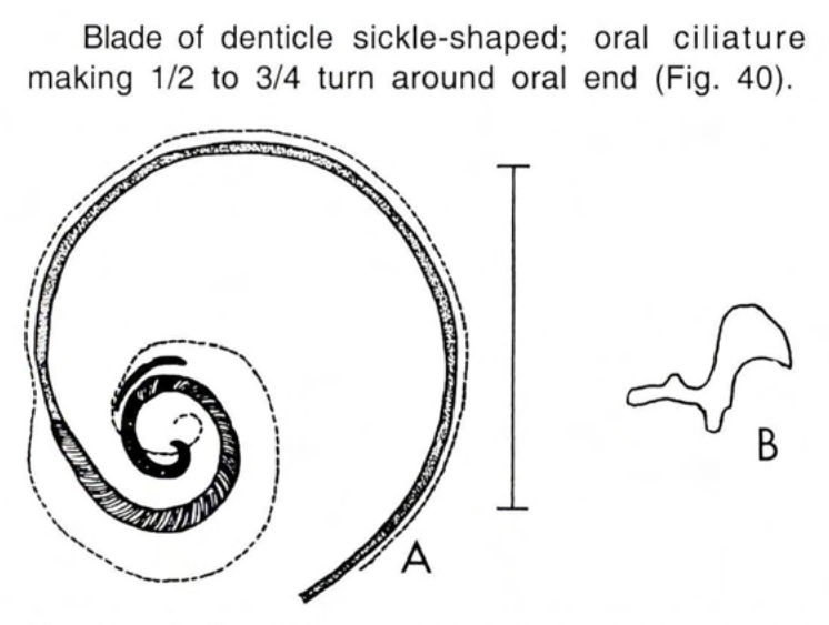 Figure 40