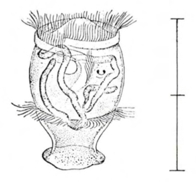 Figure 32
