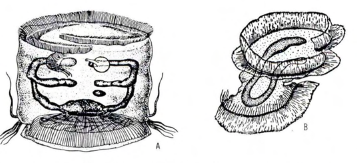 Figure 43