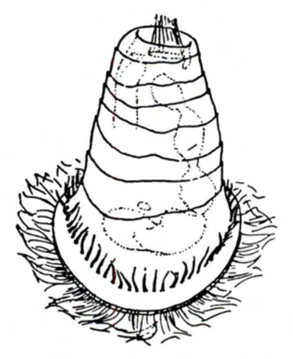 Figure 45