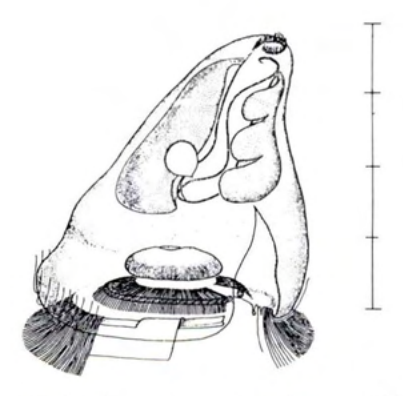 Figure 46