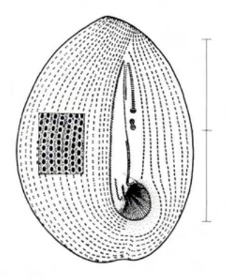 Figure 50
