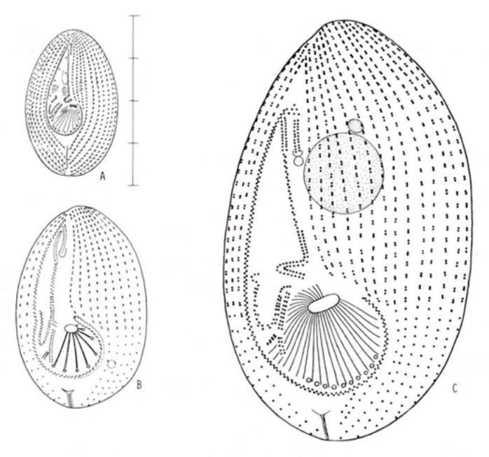 Figure 51