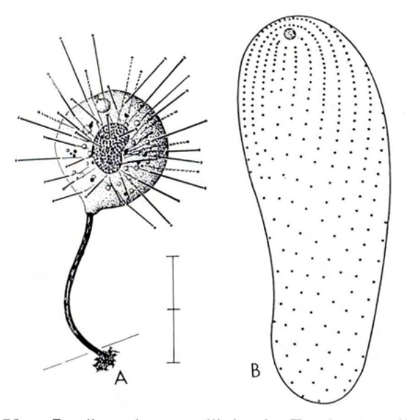 Figure 52