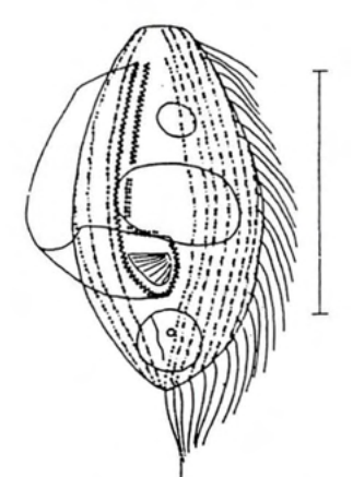 Figure 54