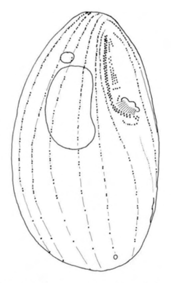 Figure 55