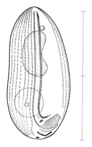 Figure 64