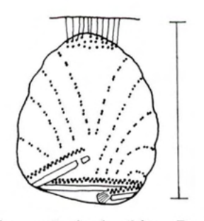 Figure 66
