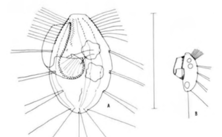 Figure 53