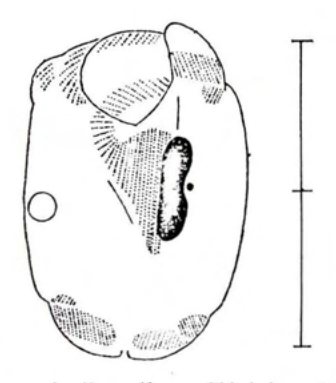 Figure 61