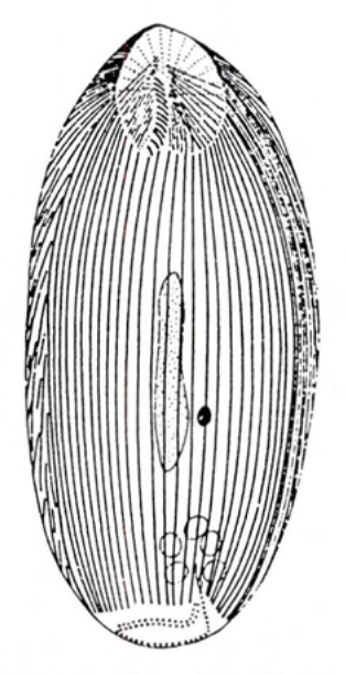 Figure 72