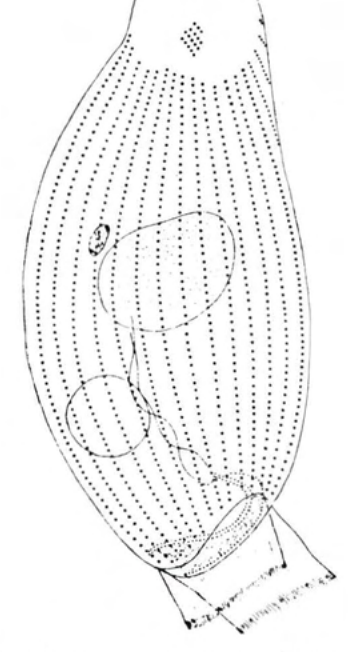 Figure 79