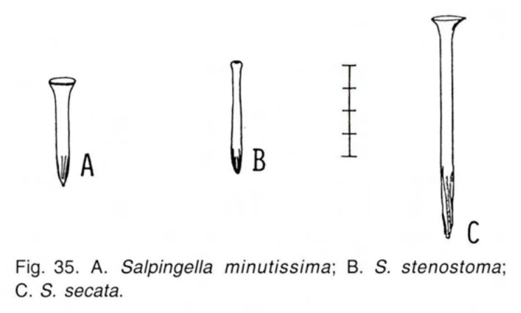Figure 36