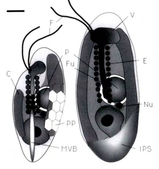 Figure 18