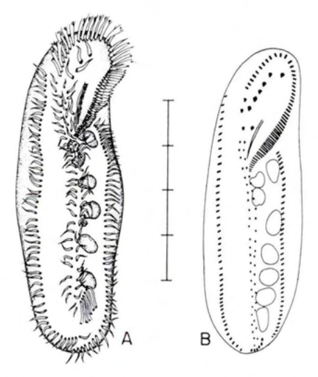 Figure 28
