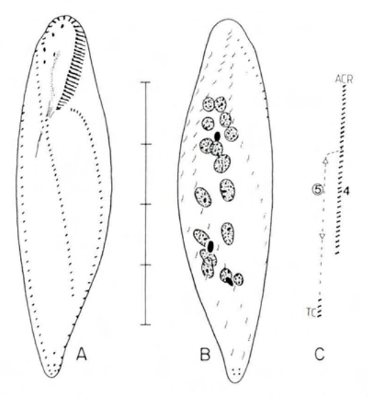 Figure 36