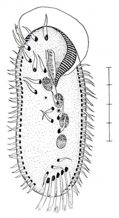 Figure 62