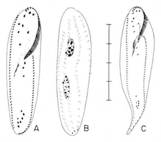 Figure 75