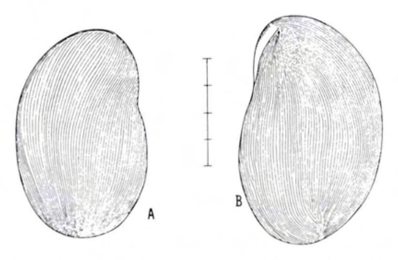 Figure 21