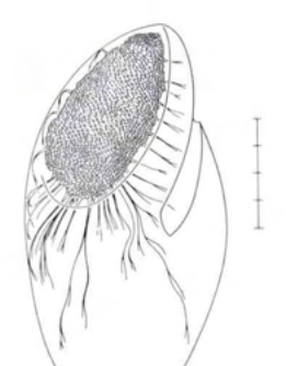 Figure 25