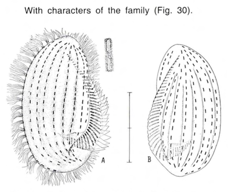 Figure 30