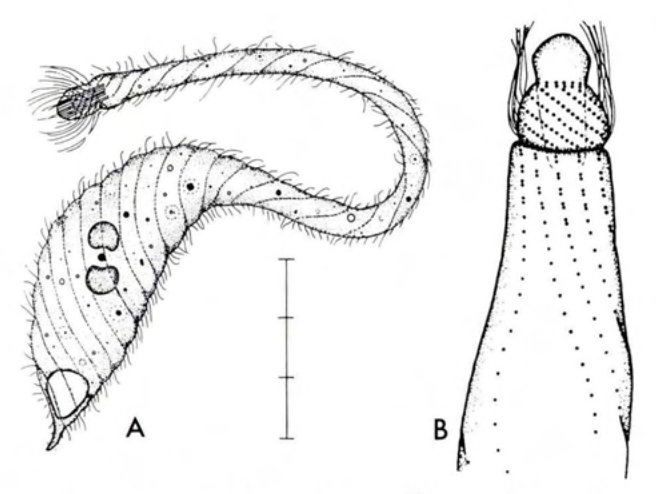 Figure 21